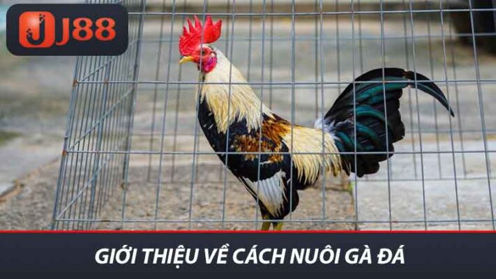 Giới thiệu về cách nuôi gà đá