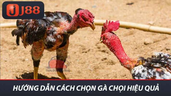 Hướng dẫn cách chọn gà chọi hiệu quả